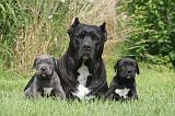 CANE CORSO 1276